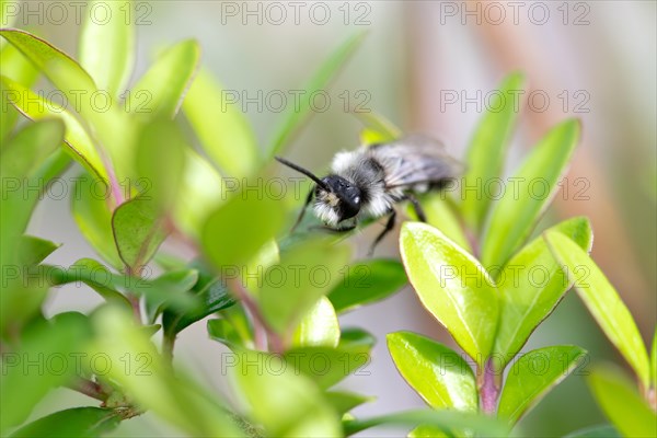 Ashy mining bee (Andrena cineraria), grey-black dusky sand bee, sitting on a leaf in a hedge,