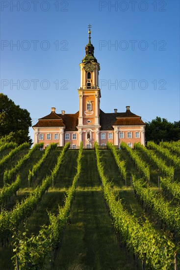 Vineyards, Birnau pilgrimage church, baroque church, exterior view, Uhldingen-Muehlhofen on Lake