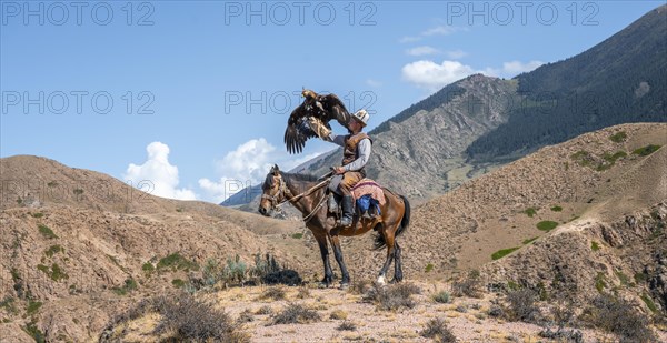 Traditional Kyrgyz eagle hunter riding with eagle in the mountains, eagle spreading its wings,