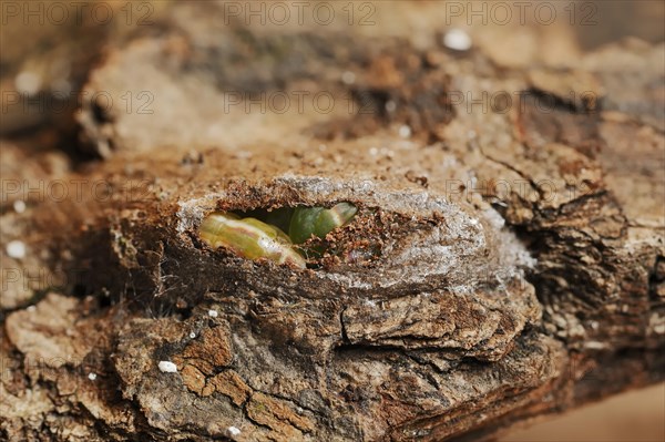 Sallow kitten moth (Furcula furcula), caterpillar building cocoon, North Rhine-Westphalia, Germany,