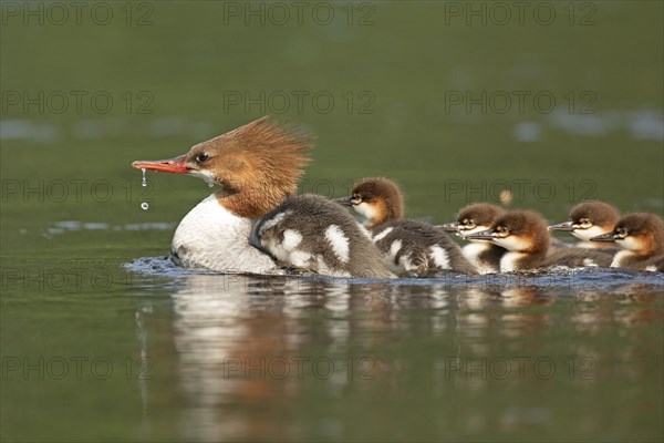 Common mergansers (mergus merganser), female swimming and carrying babies on her back, La Mauricie