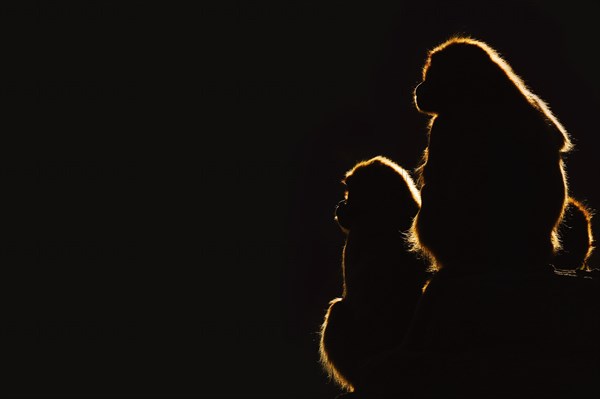 Djelada or gelada baboon (Theropithecus gelada), female in backlight, captive, occurrence in