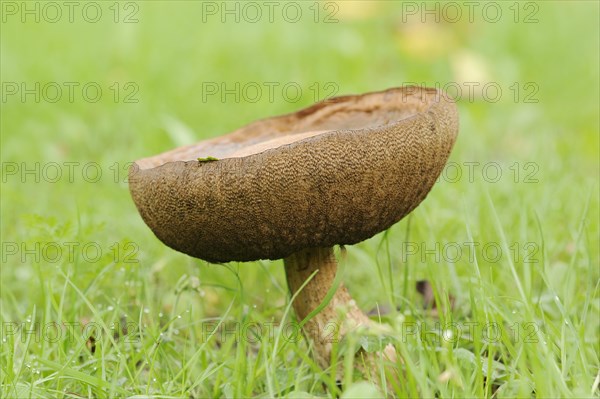 Common birch mushroom or birch bolete (Leccinum scabrum, Boletus scaber), North Rhine-Westphalia,