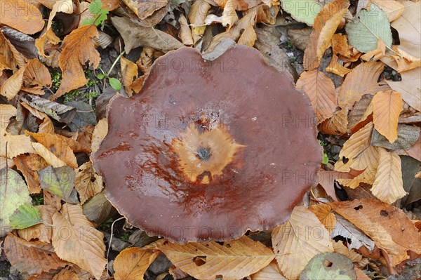Chestnut-brown stem porling or black-red porling (Picipes badius, Polyporus badius), autumn, North