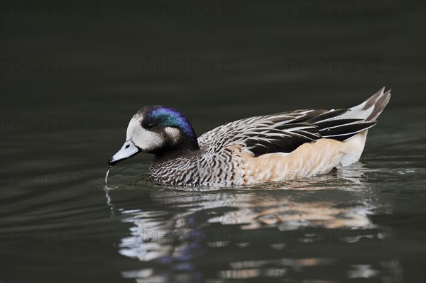Chilean wigeon or Chilean wigeon (Anas sibilatrix, Mareca sibilatrix), captive, occurring in South