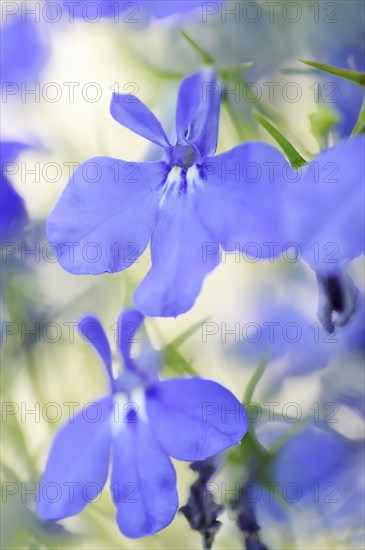Male lobelia or blue lobelia (Lobelia erinus), flowers, ornamental plant, North Rhine-Westphalia,