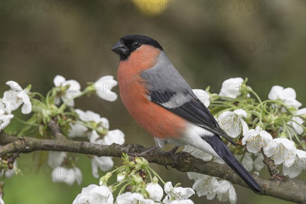 A male eurasian bullfinch (Pyrrhula pyrrhula) resting on a branch with white flowers,
