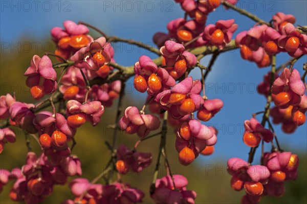 Blossoms of the european spindle (Euonymus europaeus), also known as the common monkshood, Middle
