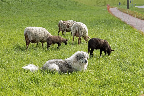 Sheepdog guarding sheep, lambs, shepherd dog, Elbe dyke near Bleckede, Lower Saxony, Germany,