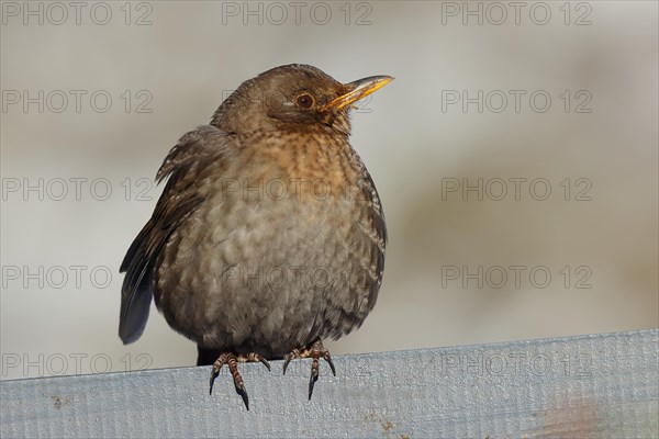 Blackbird (Turdus merula) female, sitting fluffed up up on a garden fence in winter, Wilnsdorf,