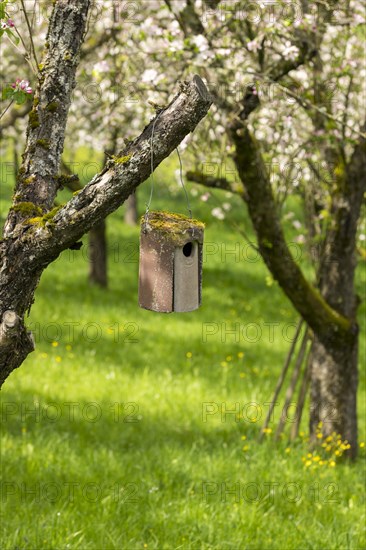 Nesting box for songbirds, meadow orchard, flowering apple trees, Baden, Wuerttemberg, Germany,