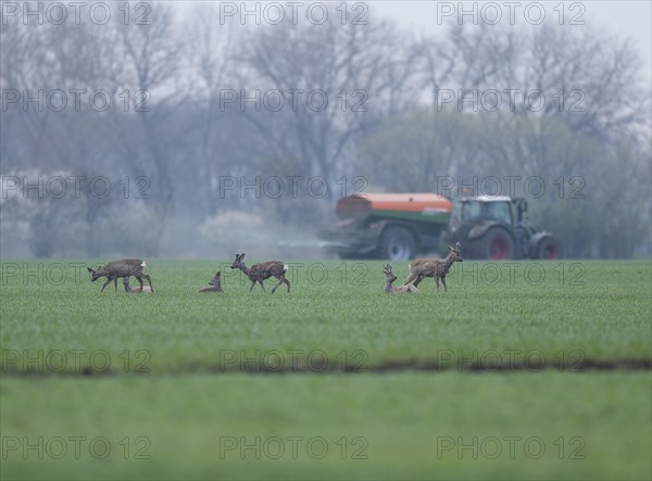 European roe deers (Capreolus capreolus) with winter fur standing and lying on a grain field,