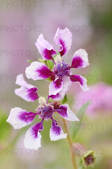 Quiverflower 'Vienco Lavender' (Cuphea llavea), flowers, ornamental plant, North Rhine-Westphalia,
