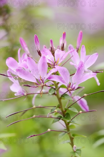 Spider flower or spider plant (Cleome spinosa, Tarenaya hassleriana), flowers, ornamental plant,