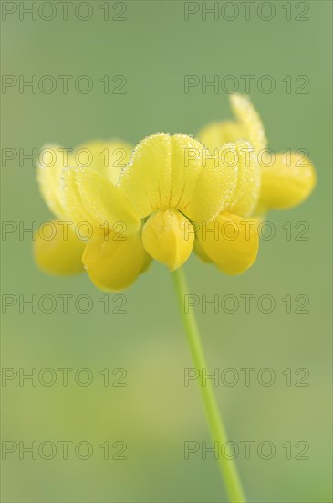 Bird's-foot trefoil (Lotus corniculatus), flowers with dewdrops, North Rhine-Westphalia, Germany,