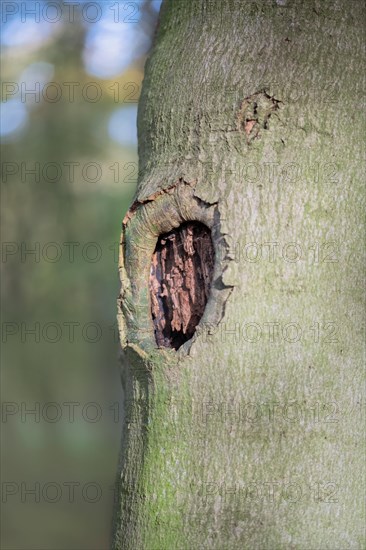 Deadwood structure Cave in deciduous forest, small cave in the process of formation, important