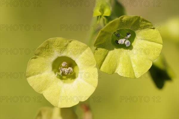 Ornamental tobacco or Brazilian tobacco (Nicotiana langsdorfii), flowers, native to Brazil,