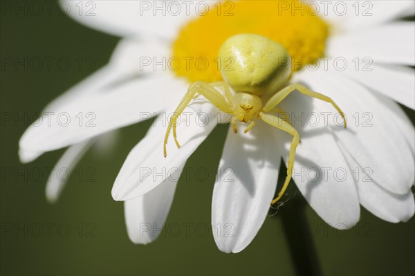 Goldenrod crab spider (Misumena vatia), female on the flower of a daisy (Leucanthemum vulgare,