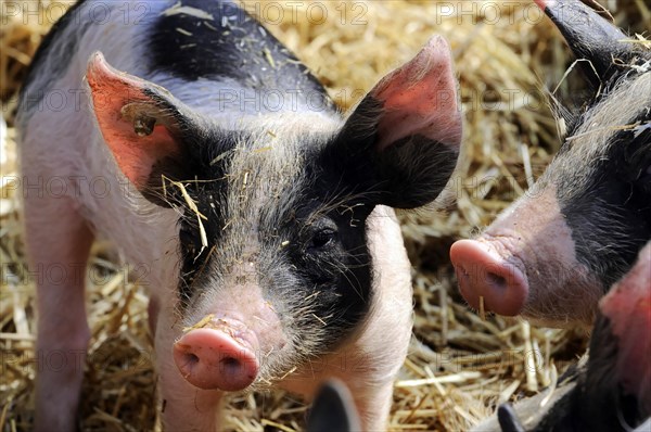 Hallisches Schwein, Schwaebisch-Haellisches Landschwein (Sus scrofa domestica), young animal,