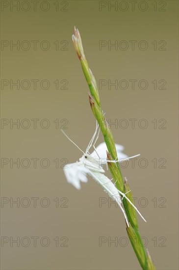 White bindweed moth or sloe ghost (Pterophorus pentadactyla, Pterophorus pentadactylus), North