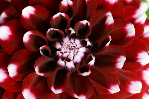 Dahlia 'Checkers' (Dahlia Hybride), detail of flower, ornamental plant, North Rhine-Westphalia,