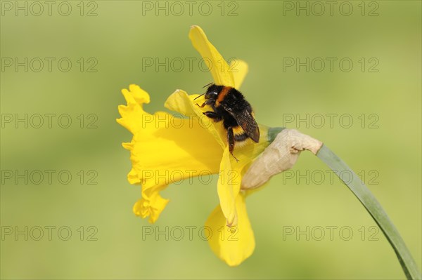 Large earth bumblebee (Bombus terrestris) on yellow narcissus (Narcissus pseudonarcissus), North