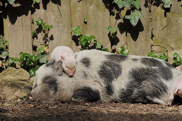 Goettingen minipig (Sus scrofa f. domestica), sow and piglet, North Rhine-Westphalia, Germany,