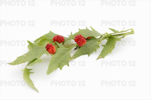 Strawberry spinach (Chenopodium foliosum, Blitum virgatum), leaves and fruits on a white