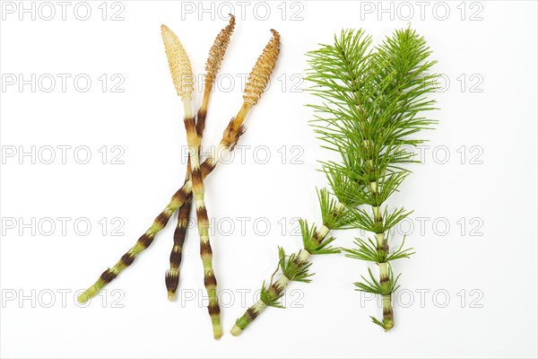 Fresh branches of the medicinal plant horsetail, Equisetum arvense, used for health care, freshly