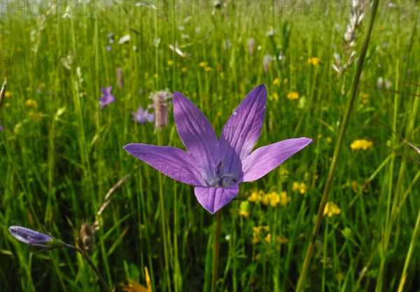 Meadow bellflower, Campanula patula, Upper Danube nature park Park, Tuttlingen district,