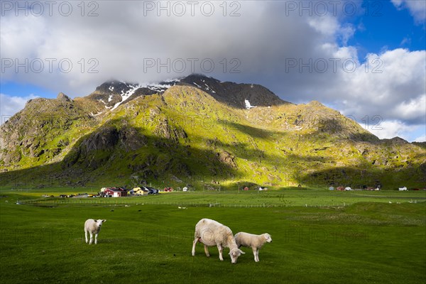 A ewe with two lambs in a meadow near Uttakleiv (Utakleiv) . Houses and mountains in the background