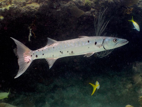 Great barracuda (Sphyraena barracuda), dive site John Pennekamp Coral Reef State Park, Key Largo,