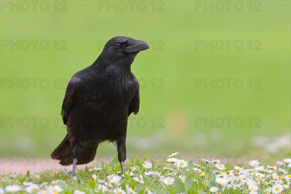 Raven crow (Corvus corone corone), in daisy meadow, lawn, Rosensteinpark Stuttgart,