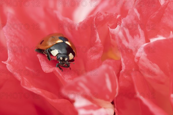 Seven-spot ladybird (Coccinella septempunctata) adult on a garden Camellia flower in spring,