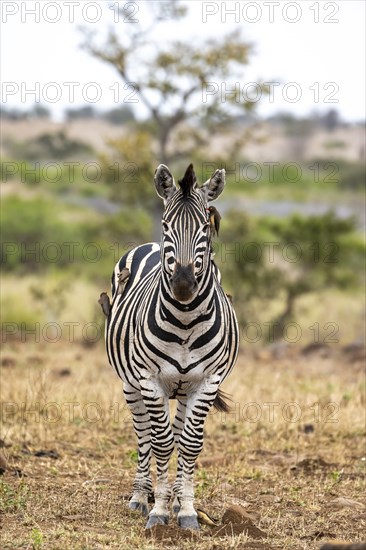 Plains zebra (Equus quagga) with several yellow-billed oxpecker (Buphagus africanus), African