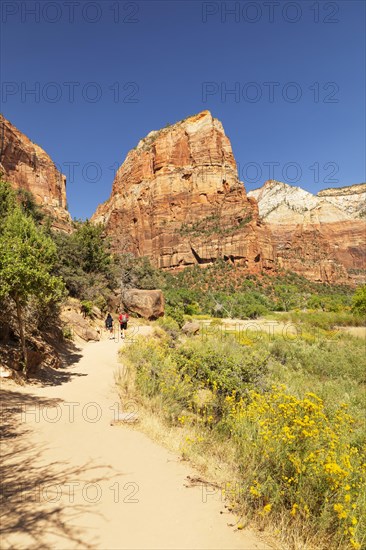 Hikers on the Angels Landing Trail, Zion National Park, Colorado Plateau, Utah, USA, Zion National