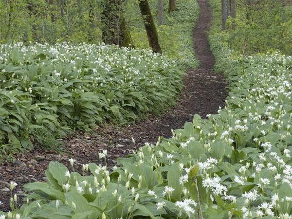 Hiking trail through the ramson (Allium ursinum) in spring through the beech forest, Teutoburg
