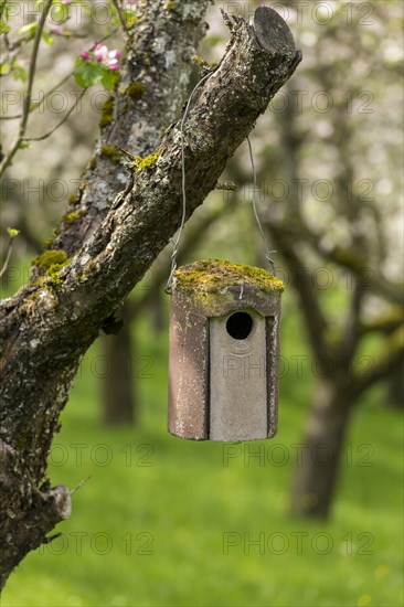 Nesting box for songbirds, meadow orchard, flowering apple trees, Baden, Wuerttemberg, Germany,