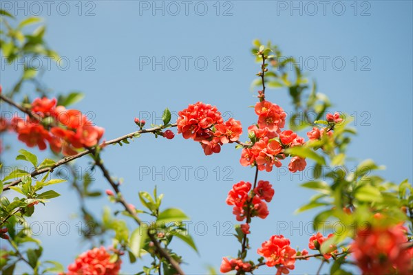 Branch with bright red flowers, spring mood, japanese quince (Chaenomeles speciosa) (syn.: