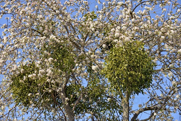 Fruit tree, apple tree (Malus domestica), tree crown with blossoms and mistletoes (Viscum L.), blue