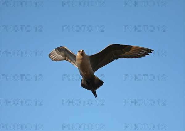 Arctic skua (Stercorarius parasiticus) flying in the blue sky, Lapland, Northern Norway,