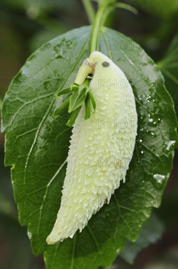 Common milkweed (Asclepias syriaca), fruit as decorative parrot, ornamental plant, native to North