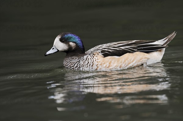 Chilean wigeon or Chilean wigeon (Anas sibilatrix, Mareca sibilatrix), captive, occurring in South