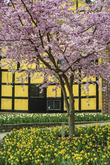 Flowering Winter Cherry (Prunus x subhirtella) 'Autmnalis ' rosea at halftimbered house in Ystad,