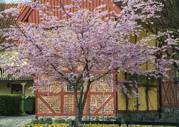 Flowering Winter Cherry (Prunus x subhirtella) 'Autmnalis ' rosea at halftimbered house in Ystad,
