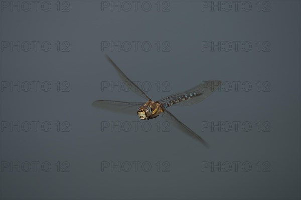 Migrant hawker dragonfly (Aeshna mixta) adult in flight in summer, Suffolk, England, United