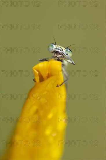 Common blue damselfly (Enallagma cyathigerum) adult on a Yellow iris flower in summer, Norfolk,