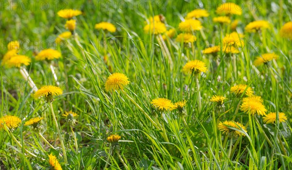 Many yellow flowers of dandelion, dandelion, buttercup, common dandelion (Taraxacum ruderalia)