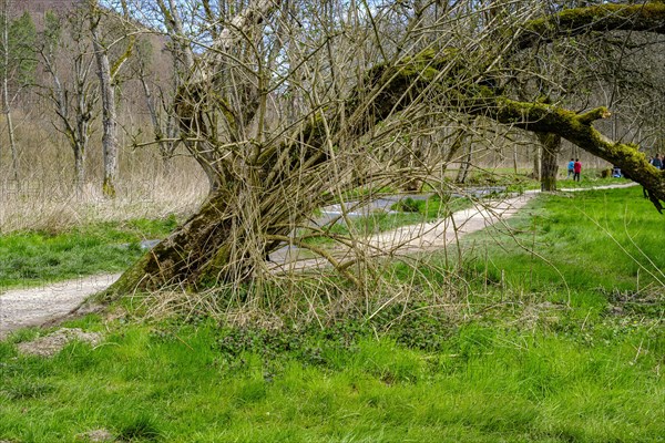 On the edge of the Wiesaz in the Wiesaz valley in the Swabian Alb near Goenningen,