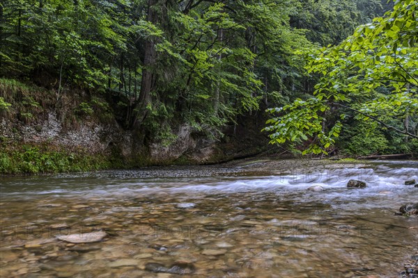 Natural landscape and vegetation in the Eistobel, in the nature reserve of the same name near